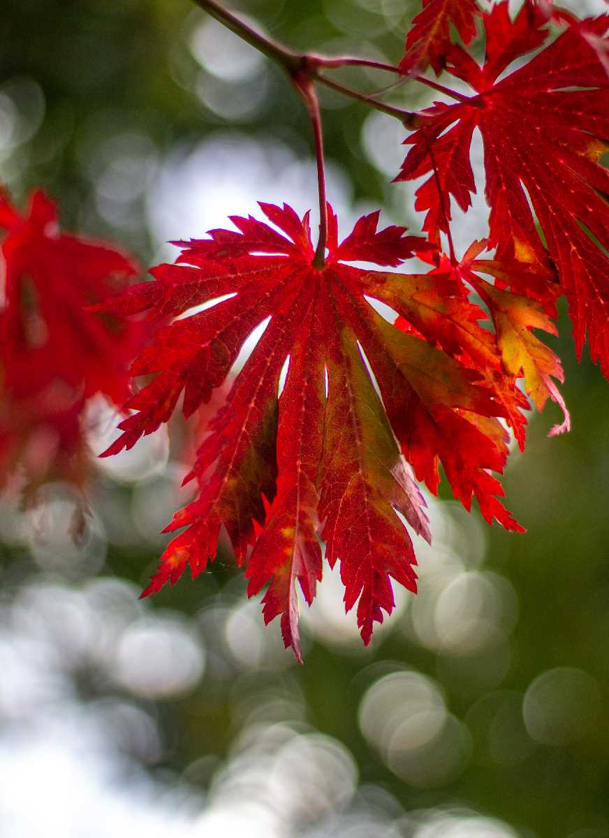 Glorious red maple leaves in the Botanical gardens